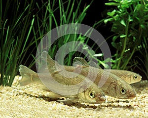 Common Dace, leuciscus leuciscus, Adults