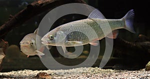 Common Dace, leuciscus leuciscus, Adults Swimming
