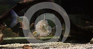 Common Dace, leuciscus leuciscus, Adults Swimming