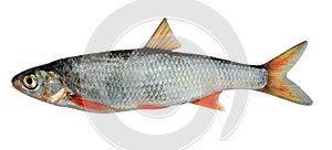 Common dace (Leuciscus leuciscus baicalensis) photo