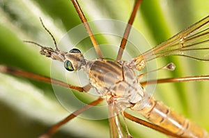 Common daddy-longlegs photo