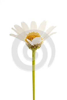 Common daisy Bellis perennis