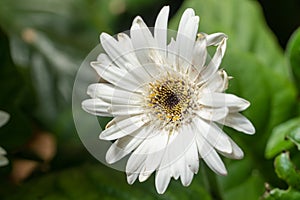 A common daisy Bellis perennis close up in the sunshine. Also called lawn daisy or English daisy or bruisewort photo