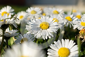 Common daisy close up in spring