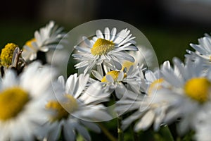 Common daisy close up in spring