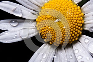 Common daisy with drops of water