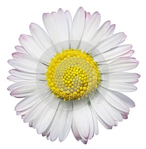 Common Daisy flower