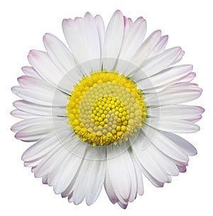 Common Daisy flower photo