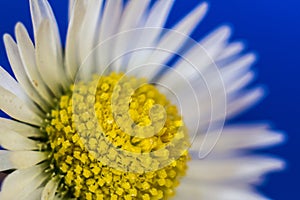 Common daisy flower against blue bsckground