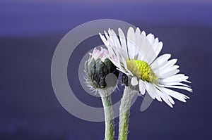 Common daisy flower - Bellis perennis - blue