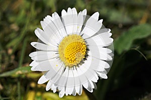 Common Daisy flower (Bellis perennis) in sunlit English meadow