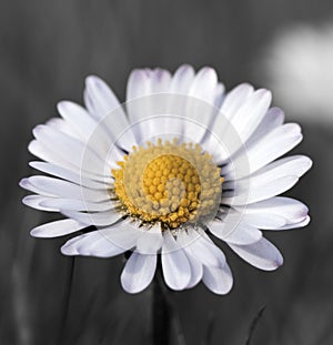 Common Daisy flower in bloom