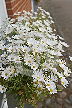 Common daisy flowers growing in a home backyard or garden in summer. Closeup of marguerite perennial flowering plants