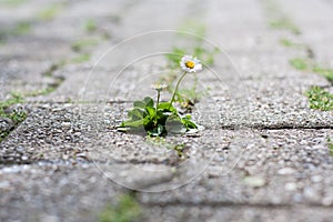 Common daisy growing on concrete ground