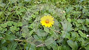 The Common Daisy Macro yellow flower plant,Daisy yellow flower and garden in the middle of green