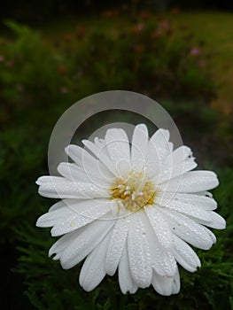 Common daisy with morning dew on petals. Vertical photo image.