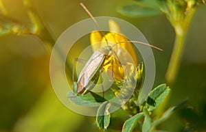 Common Damsel Bug