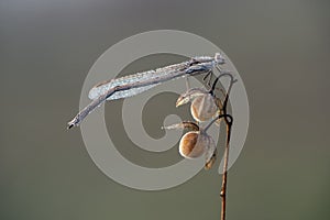 The common damselfly in the dew on a blade of grass meets the dawn in a forest glade