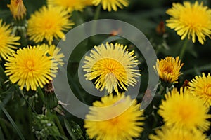 The common dandelion