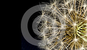 Common Dandelion on Black