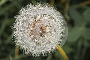 Common Dandelion clock