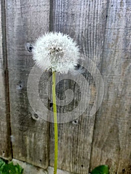 common dandelion