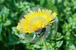 Common Dandelion in a field surrounded by greenery under sunlight with a blurry background
