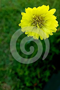Common dandelion flower