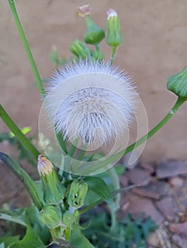 Common Dandelion flower beautiful image