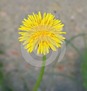 the common dandelion, is a flowering herbaceous perennial plant of the family Asteraceae.