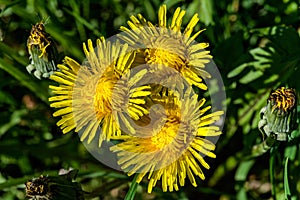 Common Dandelion Flowers