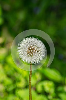 Common Dandelion Gone to Seed