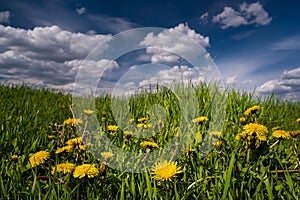 Common dandelion grow in bright green grass of boundless farmland field, on deep blue spring sky