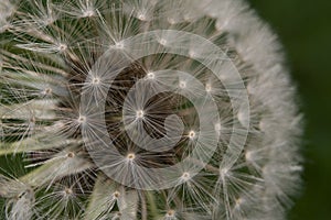Common dandelion is known for its yellow flower heads that turn into round balls of silver tufted fruits that disperse in the wind