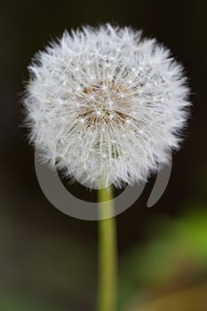 Common Dandelion (lt. Taraxacum sect. Ruderalia)
