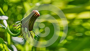 Common dandelion in the meadow