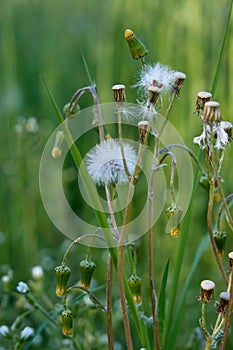 Common dandelion in the meadow