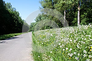 Common dandelion, the dandelion