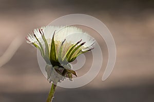 White fluffy dandelion seed head Taraxacum officinale, blowball or clock, side view close-up on a pale background