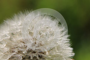 White fluffy Dandelion seed head Taraxacum officinale, blowball or clock close-up maco with dewdrops on a natural green background