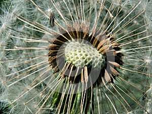 Common Dandelion Seed Head