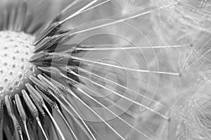 Common dandelion - Taraxacum photo