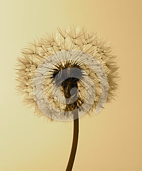 Common dandelion - Taraxacum