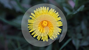 Common dandelion (Taraxacum officinale)