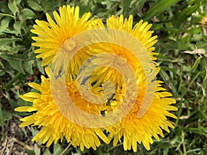 The common dandelion Taraxacum officinale der Gewoehenliche Loewenzahn or Gewohnliche Lowenzahn