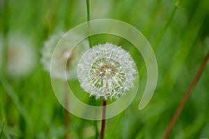 Common dandelion Taraxacum officinale faded