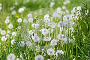 Common dandelion Taraxacum officinale faded flowers looks like snow ball, ripe cypselae fruits