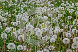 Common dandelion Taraxacum officinale faded flowers looks like snow ball, ripe cypselae fruits