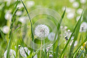 Common dandelion Taraxacum officinale faded flowers looks like snow ball, ripe cypselae fruits