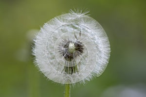 Common dandelion Taraxacum officinale faded flowers looks like snow ball, ripe cypselae fruits on the stem